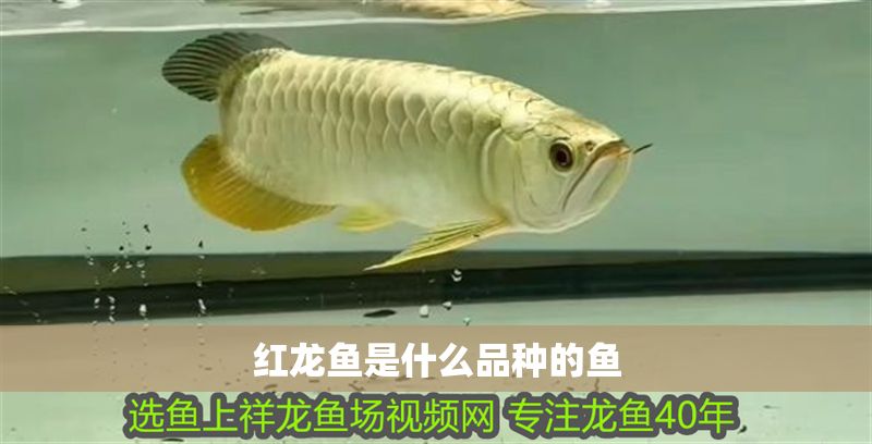 紅龍魚是什么品種的魚