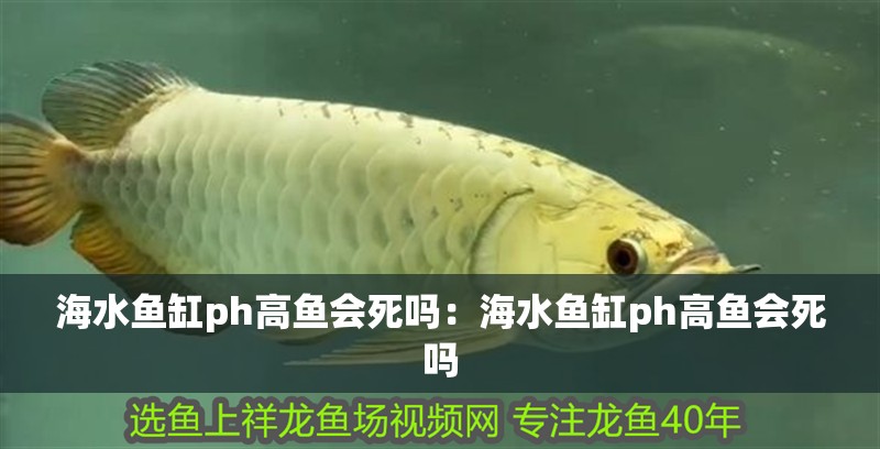 海水魚缸ph高魚會(huì)死嗎：海水魚缸ph高魚會(huì)死嗎