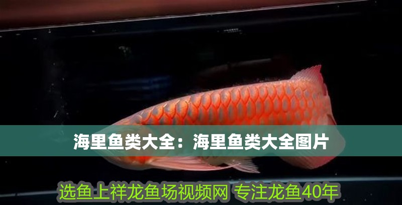 海里魚類大全：海里魚類大全圖片