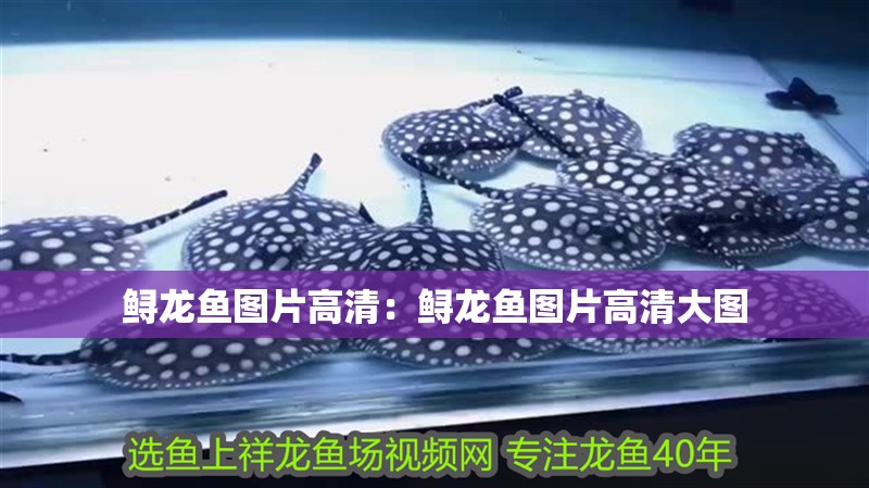 鱘龍魚圖片高清：鱘龍魚圖片高清大圖 鱘龍魚圖片高清：鱘龍魚圖片高清大圖 水族問答