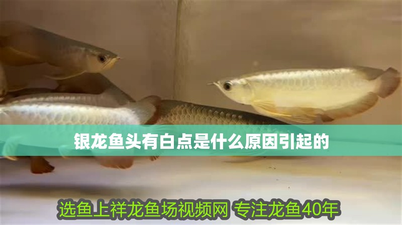 虎魚天天黑來點赤瞳黃金 銀龍魚頭有白點是什么原因引起的 銀龍魚百科 銀龍魚頭有白點是什么原因引起的 銀龍魚頭有白點是什么原因引起的 銀龍魚百科
