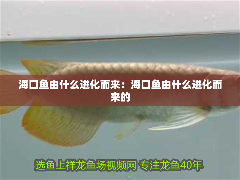 海口魚由什么進化而來：海口魚由什么進化而來的