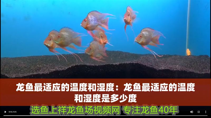 龍魚最適應的溫度和濕度：龍魚最適應的溫度和濕度是多少度