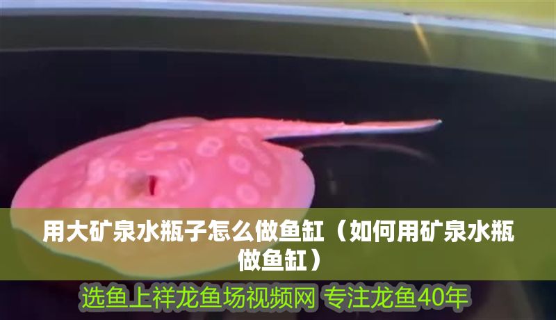 用大礦泉水瓶子怎么做魚缸（如何用礦泉水瓶做魚缸）
