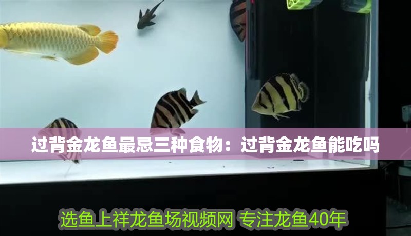 過背金龍魚最忌三種食物：過背金龍魚能吃嗎