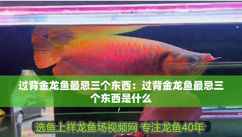 過背金龍魚最忌三個東西：過背金龍魚最忌三個東西是什么