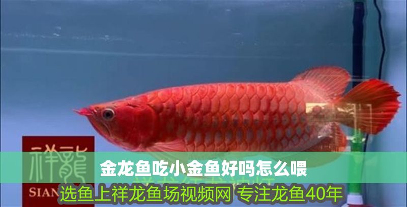 金龍魚吃小金魚好嗎怎么喂