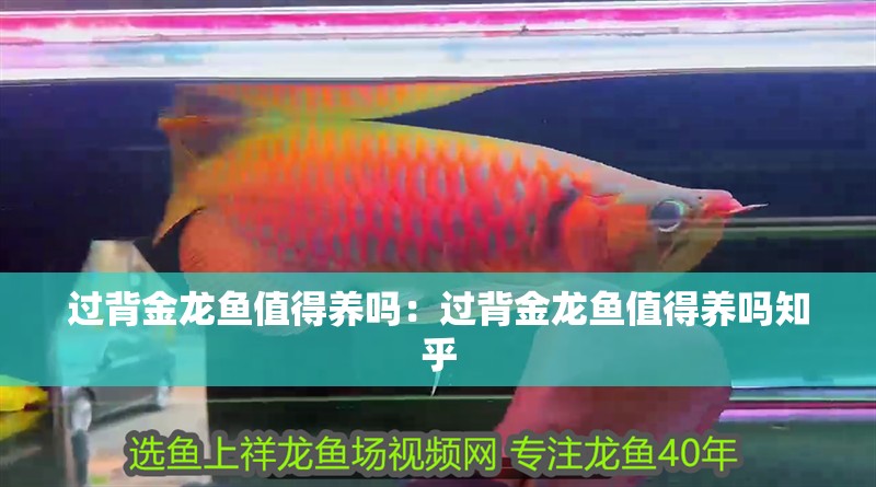 過背金龍魚值得養嗎：過背金龍魚值得養嗎知乎 過背金龍魚值得養嗎：過背金龍魚值得養嗎知乎 龍魚百科 第2張