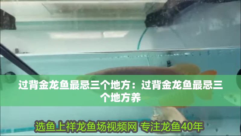 過背金龍魚最忌三個地方：過背金龍魚最忌三個地方養