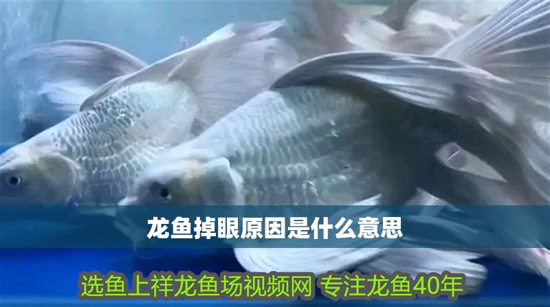 龍魚掉眼原因是什么意思