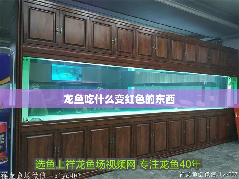 龍魚吃什么變紅色的東西