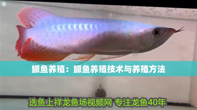 鱖魚養(yǎng)殖：鱖魚養(yǎng)殖技術與養(yǎng)殖方法