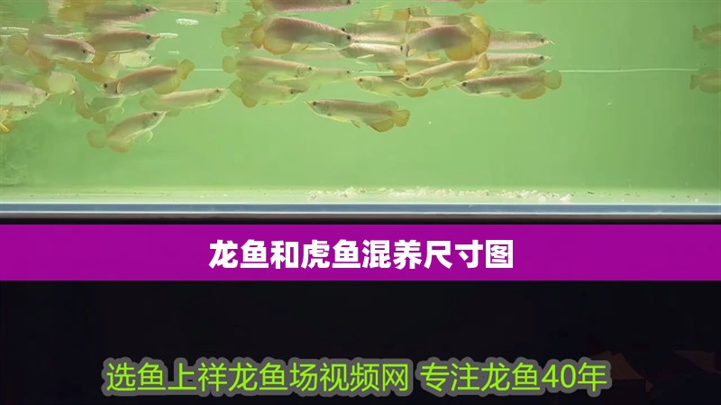 龍魚和虎魚混養尺寸圖 龍魚和虎魚混養尺寸圖 龍魚百科 第2張