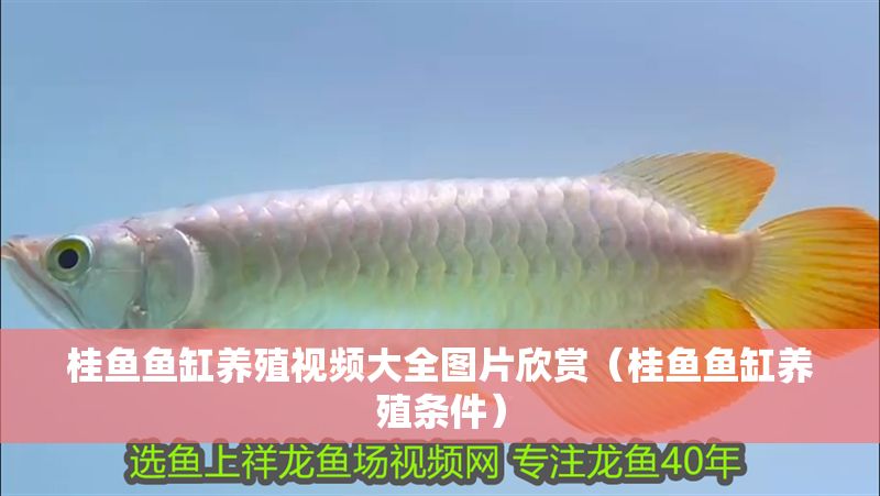 桂魚魚缸養(yǎng)殖視頻大全圖片欣賞（桂魚魚缸養(yǎng)殖條件）