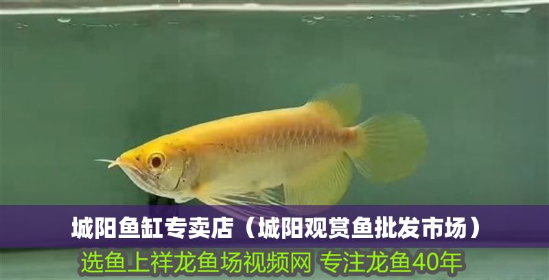 城陽魚缸專賣店（城陽觀賞魚批發市場）