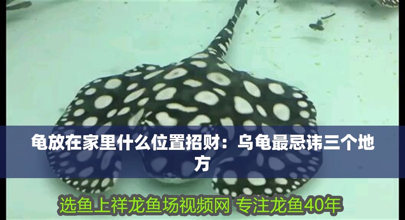 龜放在家里什么位置招財：烏龜最忌諱三個地方