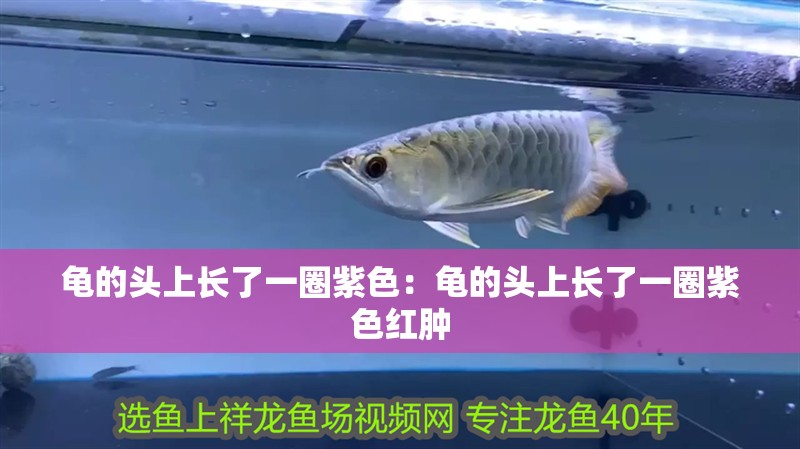 龜的頭上長了一圈紫色：龜的頭上長了一圈紫色紅腫