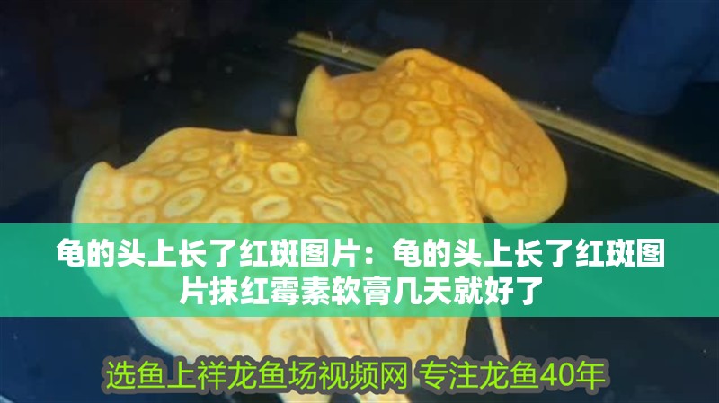 龜的頭上長了紅斑圖片：龜的頭上長了紅斑圖片抹紅霉素軟膏幾天就好了