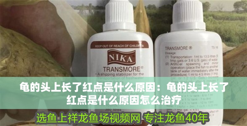 龜的頭上長了紅點是什么原因：龜的頭上長了紅點是什么原因怎么治療