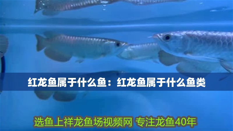 紅龍魚屬于什么魚：紅龍魚屬于什么魚類