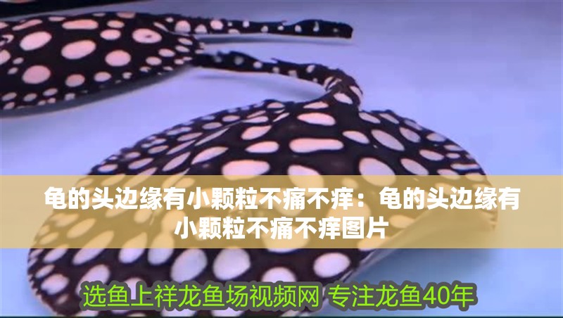 龜的頭邊緣有小顆粒不痛不癢：龜的頭邊緣有小顆粒不痛不癢圖片