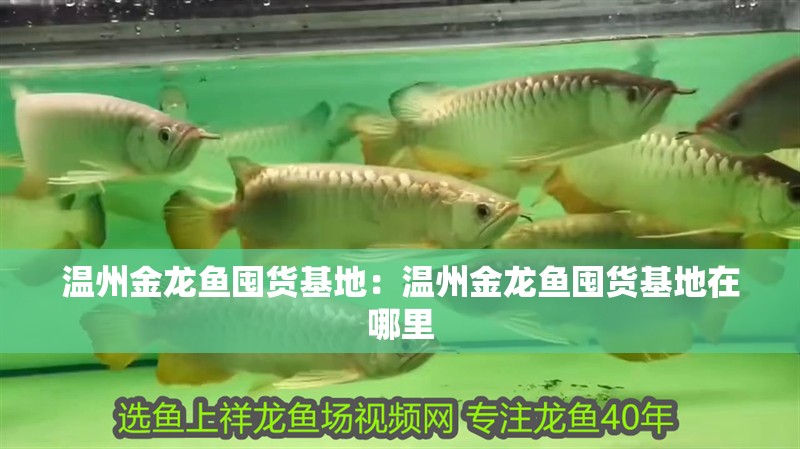 溫州金龍魚(yú)囤貨基地：溫州金龍魚(yú)囤貨基地在哪里