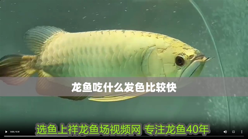 龍魚吃什么發色比較快