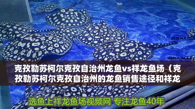 克孜勒蘇柯爾克孜自治州龍魚vs祥龍魚場（克孜勒蘇柯爾克孜自治州的龍魚銷售途徑和祥龍魚場各有優勢） 克孜勒蘇柯爾克孜自治州龍魚vs祥龍魚場（克孜勒蘇柯爾克孜自治州的龍魚銷售途徑和祥龍魚場各有優勢） 全國水族館企業名錄 第1張