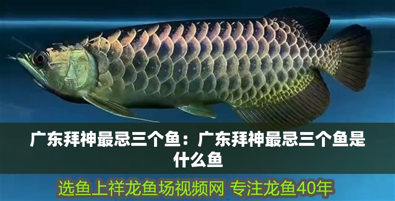廣東拜神最忌三個(gè)魚：廣東拜神最忌三個(gè)魚是什么魚 廣東拜神最忌三個(gè)魚：廣東拜神最忌三個(gè)魚是什么魚 龍魚百科 第1張