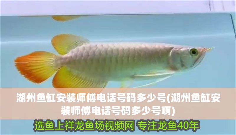 湖州魚缸安裝師傅電話號碼多少號(湖州魚缸安裝師傅電話號碼多少號啊)