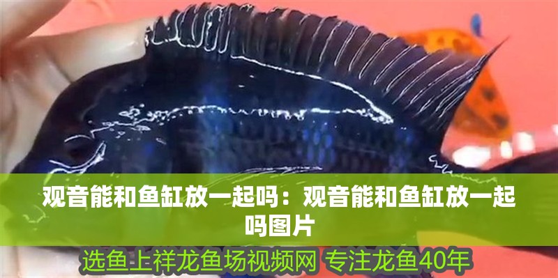 觀音能和魚缸放一起嗎：觀音能和魚缸放一起嗎圖片 觀音能和魚缸放一起嗎：觀音能和魚缸放一起嗎圖片 龍魚百科 第1張