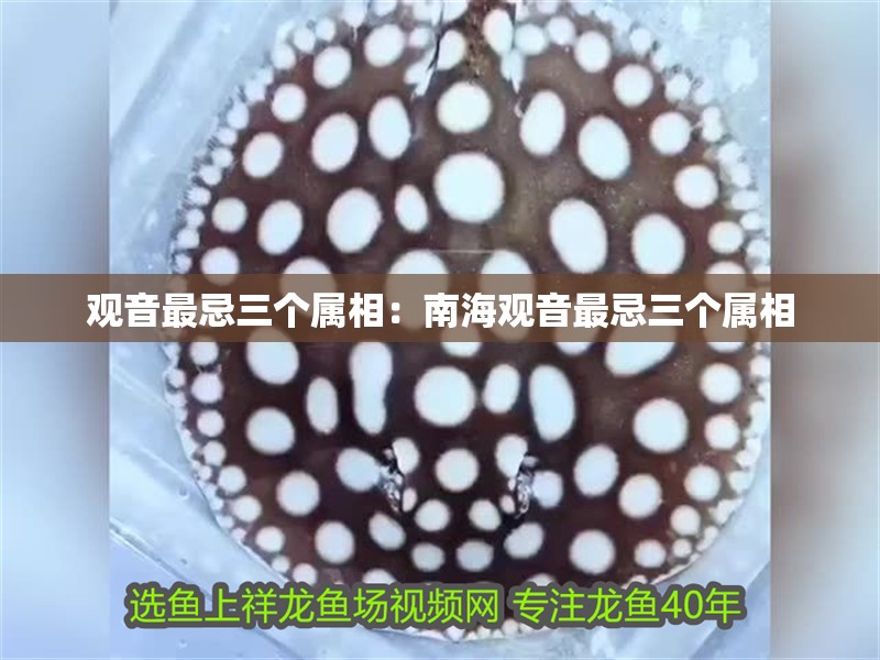 觀音最忌三個屬相：南海觀音最忌三個屬相