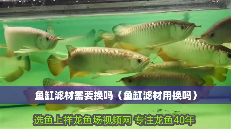 魚缸濾材需要換嗎（魚缸濾材用換嗎）