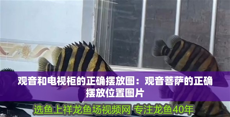 觀音和電視柜的正確擺放圖：觀音菩薩的正確擺放位置圖片 觀音和電視柜的正確擺放圖：觀音菩薩的正確擺放位置圖片 龍魚百科 第1張