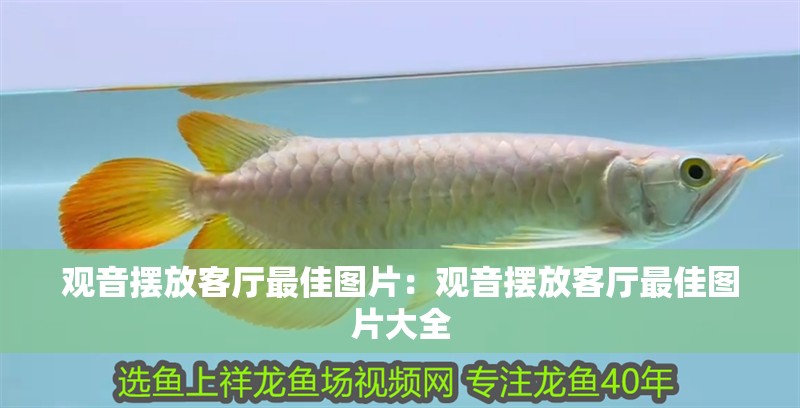 觀音擺放客廳最佳圖片:觀音擺放客廳最佳圖片大全 龍魚百科 第2張 觀音擺放客廳最佳圖片:觀音擺放客廳最佳圖片大全 觀音擺放客廳最佳圖片:觀音擺放客廳最佳圖片大全 龍魚百科 第2張
