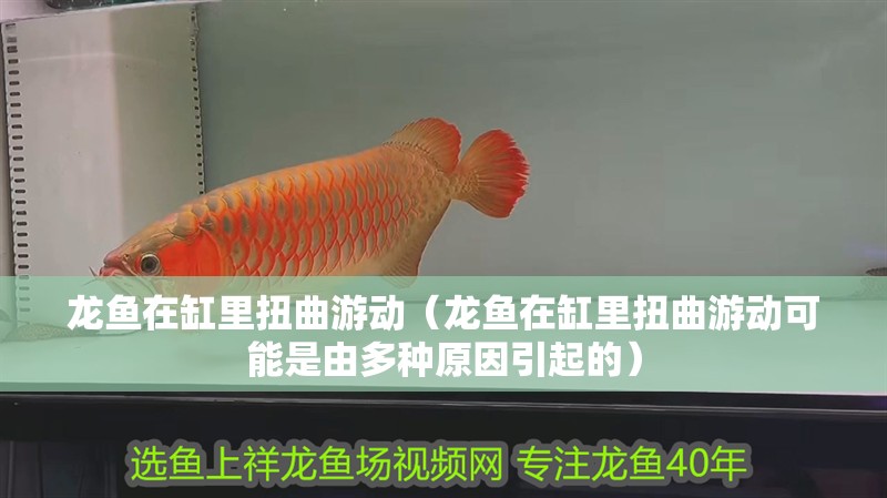 龍魚在缸里扭曲游動（龍魚在缸里扭曲游動可能是由多種原因引起的）