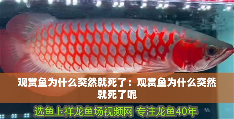 觀賞魚為什么突然就死了：觀賞魚為什么突然就死了呢