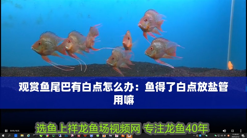 觀賞魚尾巴有白點怎么辦：魚得了白點放鹽管用嘛