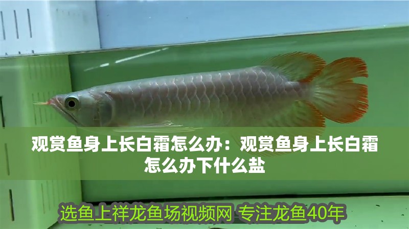 觀賞魚身上長(zhǎng)白霜怎么辦：觀賞魚身上長(zhǎng)白霜怎么辦下什么鹽