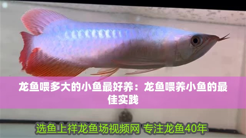 龍魚喂多大的小魚最好養(yǎng)：龍魚喂養(yǎng)小魚的最佳實踐 龍魚喂多大的小魚最好養(yǎng)：龍魚喂養(yǎng)小魚的最佳實踐 龍魚百科 第2張