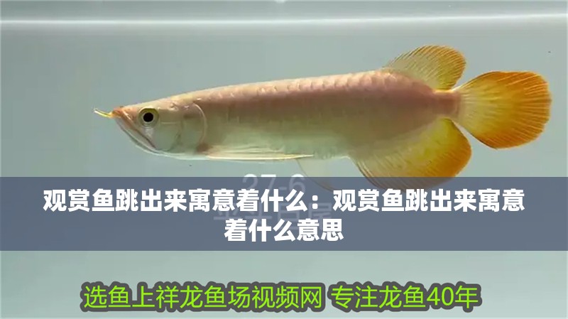 觀賞魚跳出來寓意著什么：觀賞魚跳出來寓意著什么意思