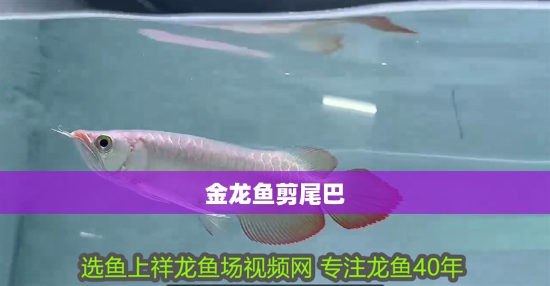 金龍魚剪尾巴 金龍魚剪尾巴 龍魚百科 第2張