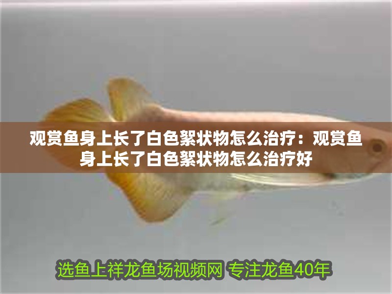 觀賞魚身上長了白色絮狀物怎么治療：觀賞魚身上長了白色絮狀物怎么治療好