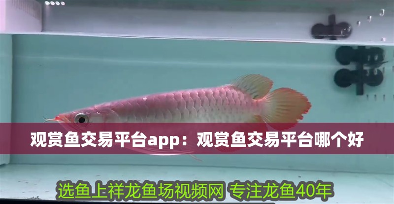 觀賞魚交易平臺app：觀賞魚交易平臺哪個好
