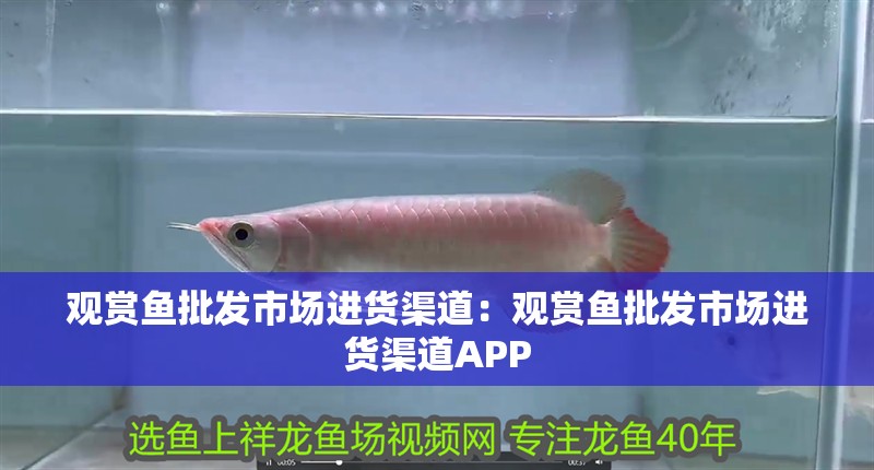 觀賞魚批發市場進貨渠道：觀賞魚批發市場進貨渠道APP