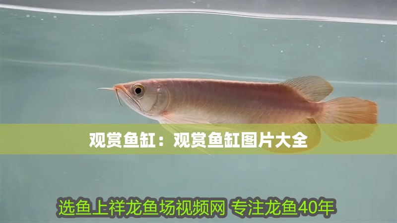 觀賞魚(yú)缸:觀賞魚(yú)缸圖片大全 龍魚(yú)百科 第2張 觀賞魚(yú)缸:觀賞魚(yú)缸圖片大全 觀賞魚(yú)缸:觀賞魚(yú)缸圖片大全 龍魚(yú)百科 第2張