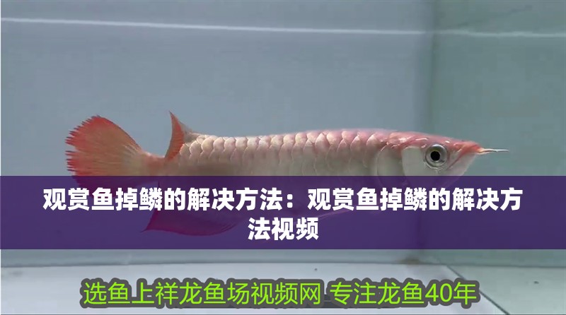 觀賞魚掉鱗的解決方法：觀賞魚掉鱗的解決方法視頻