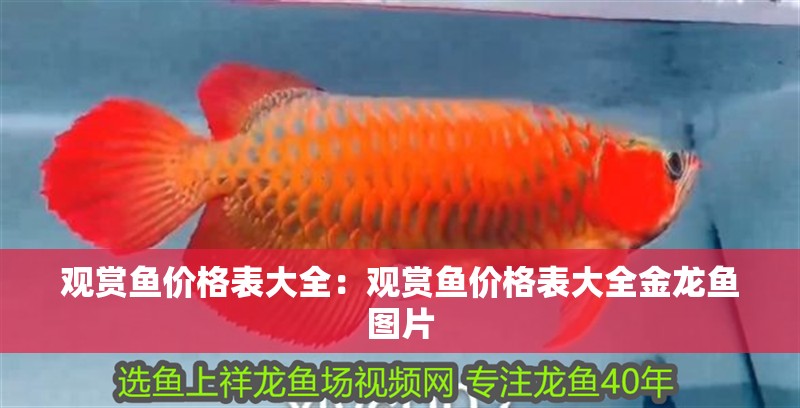 觀賞魚價格表大全：觀賞魚價格表大全金龍魚圖片