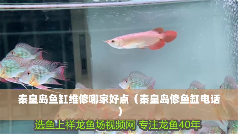 秦皇島魚缸維修哪家好點（秦皇島修魚缸電話） 秦皇島魚缸維修哪家好點（秦皇島修魚缸電話） 龍魚百科 第1張