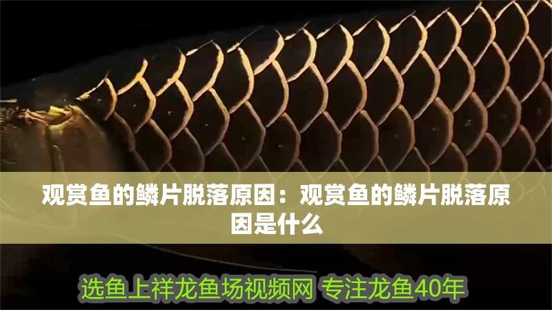 觀賞魚的鱗片脫落原因：觀賞魚的鱗片脫落原因是什么